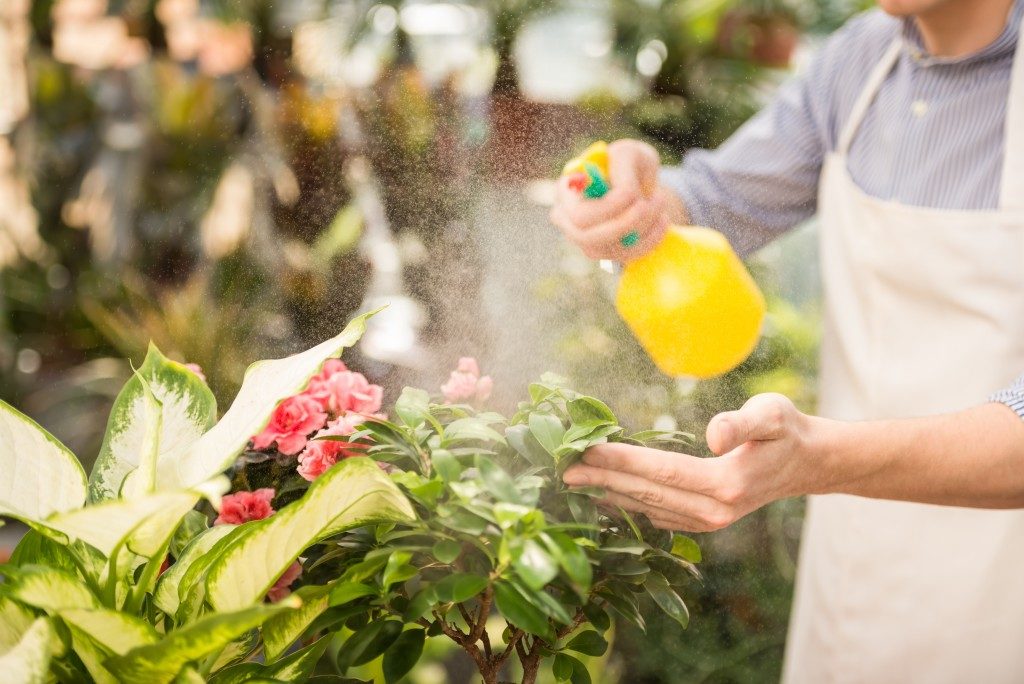 person spraying plants with pesticides