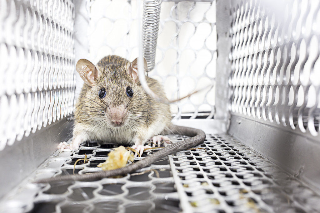 A rat getting a crumb