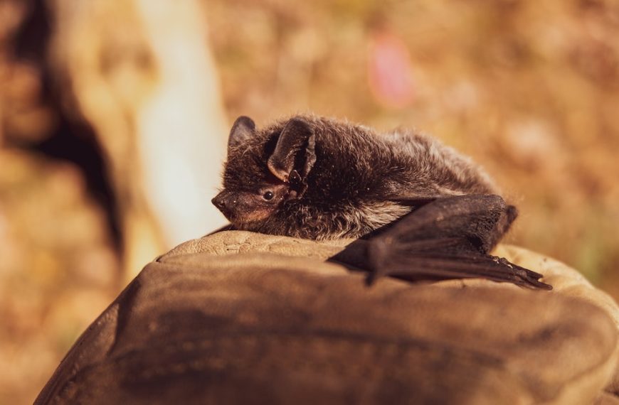 Bats Be Gone: Bat Removal Made Easy