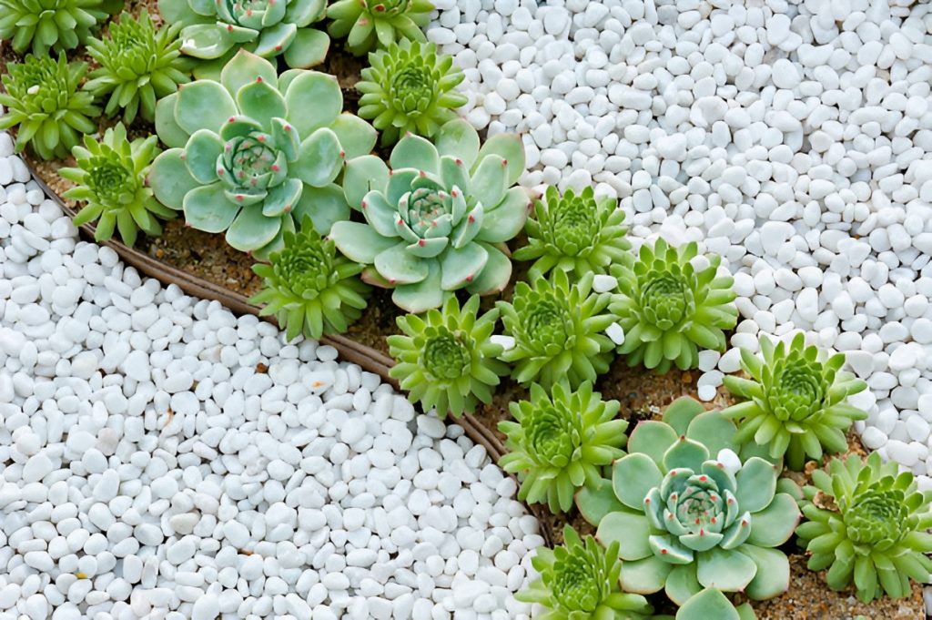 succulents in a rock garden bed